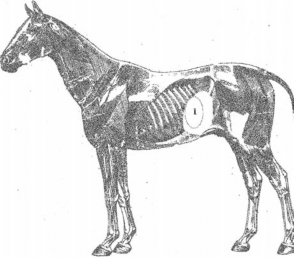 Gan sưng to viêm mạn tính ổ mủ khối u Khi khám vùng gan ở ngựa cần chú ý các 2