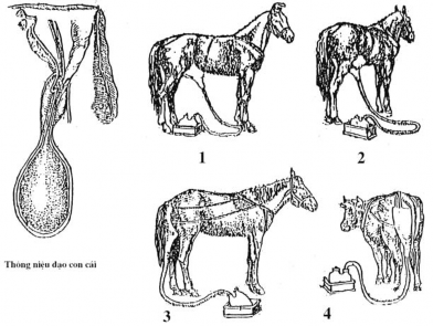 Niệu đạo con đực bị tắc viêm bị sỏi niệu đạo con cái viêm tắc hẹp Khám 1