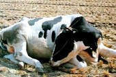 nhắm Thường phải dùng kim châm đánh bằng roi dội nước lạnh con vật mới 2