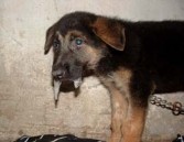 2 H ư ng ph ấ n Ngược với trạng thái ức chế hưng phấn khi vỏ đại não bị 3