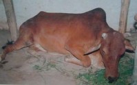 3 Tê li ệ t Cơ năng vận động yếu hoặc mất hoàn toàn gọi là tê liệt Có hai 5