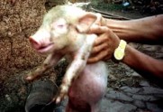 C ả m giác da m ấ t ở m ộ t vùng tổn thương thần kinh ngoại vi chi phối vùng 8
