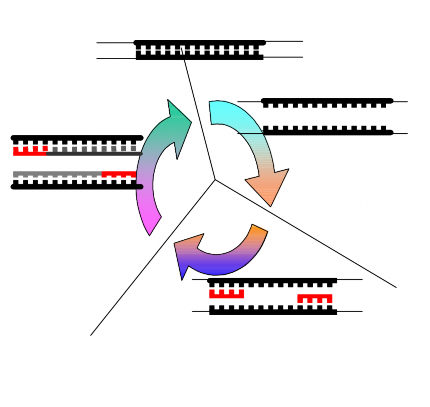 DNA ban u 94 o C 95 o C 30 – 1’ Bi n tính 72 o C 74 o C 1’ – 3’ 40 o C 60 o C 1’ – 1