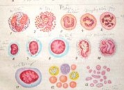 Các lo ạ i b ạ ch c ầ u màu tím đen Những hạt trong nguyên sinh chất dễ bị 2