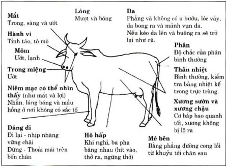 Gia súc có thể cốt tốt thân hình cứng rắn cân đối 2 chân to đều các khớp 1