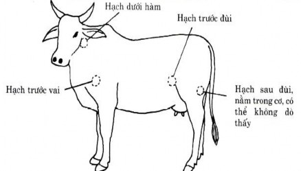 Ng ự a hạch dưới hàm hạch trước đùi Khi có bệnh hạch bên tai hạch cổ 3