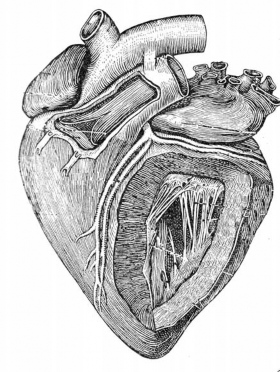 Bệnh ở hệ tim mạch gia súc không nhiều nhưng do hoạt động của hệ tim mạch 1