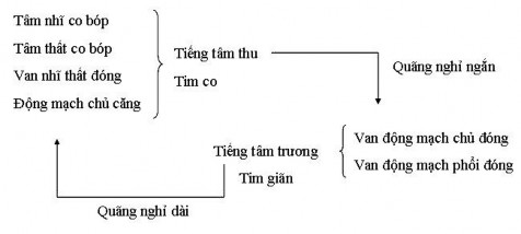 Căn cứ mấy đặc điểm sau đây để phân biệt hai tiếng tim Tiếng thứ nhất 2