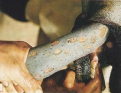 Bựa lưỡi là một lớp tế bào thượng bì tróc ra đọng lại màu xám hay màu 2