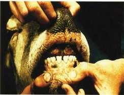 Khám trong với gia súc to thì mở miệng dùng thìa đè lưỡi xuống Với gia cầm 3