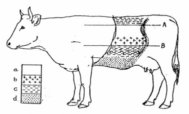 Quan sát Gõ vùng d ạ c ỏ a Vùng âm bùng h ơ i b c Vùng âm đụ c t ươ ng đố i d 4