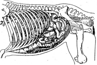 Tiếp theo dạ dày là rụột non tá tràng không tràng hồi tràng và ruột già manh 1