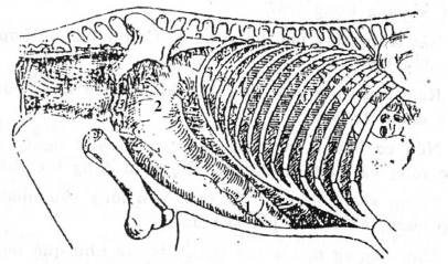 2 Khám ru ộ t ng ự a la l ừ a Quan sát vùng bụng phải chướng to do tích hơi ở 2
