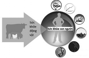 Lựa chọn giải pháp giải quyết vấn đề Một sức khỏe cụ thể theo phương 5
