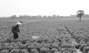 h ình 5 11 Phun thuốc trừ sâu cho rau http www baobaclieu vn h ình 5 12 Phun thuốc trừ 11