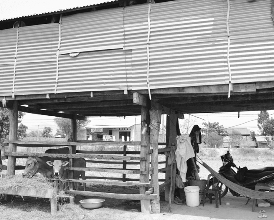 h ình 5 13 Nuôi gia súc dưới gầm nhà sàn http caobangtv vn 5 5 4 THÓI QUEN KHÔNG DÙNG 13