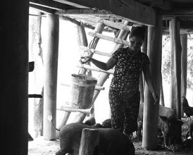 h ình 5 13 Nuôi gia súc dưới gầm nhà sàn http caobangtv vn 5 5 4 THÓI QUEN KHÔNG DÙNG 14