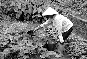 h ình 5 14 Sử dụng phân tươi tưới rau http soyte haiduong gov vn h ình 5 15 Nhà tiêu 15