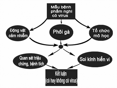 h ình 6 5 Sơ đồ các bước thực hiện kiểm soát một vụ dịch Nguồn Trung tâm 1