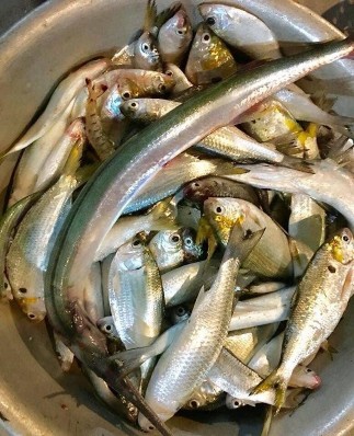 Ảnh 20 Các loại cá phổ biến cá đối cá kiếm cá tráp ở Vân Đồn Nguồn tác 4