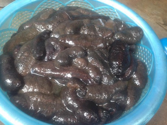 Ảnh 22 Hải sâm tươi xã Quan Lạn Vân Đồn Nguồn tác giả tháng 4 2019 Ảnh 23 6