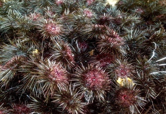 Ảnh 23 Cầu gai đảo Ngọc Vừng Vân Đồn Nguồn tác giả tháng 4 2019 Ảnh 24 Cá 7