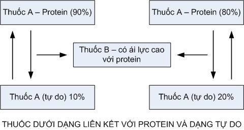 Thuốc A bị đẩy ra khỏi dạng liên kết với protein khi thêm thuốc B vào hậu 2
