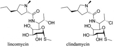 Các Lincosamid là amid của acid 4 n propyl hygric acid 1 methyl 4 propyl 2 pyrolidincarboxylic 12