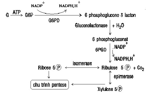 Hình 2 2 thoái hóa glucid theo con đường HMP 3 TỔNG HỢP GLUCID 3 1 Tổng hợp glycogen 2