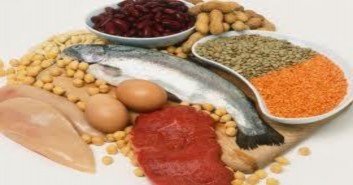 Tổng hợp protein cấu trúc và chức năng Actin myosin collagen… • Là thành phần 2