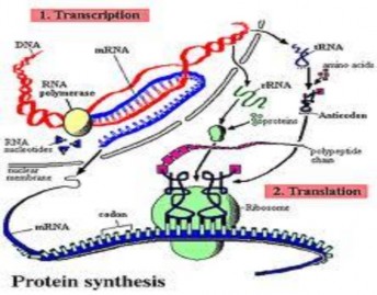 1 Nguồn gốc Ngoại sinh Protein động vật thực vật vi sinh vật men bia Nội sinh 3