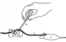 Hoạt động Giao nhiệm vụ Thực hiện nhiệm vụ Sản phẩm 1 Thu thập Tìm hiểu 1