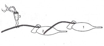 Hoạt động Giao nhiệm vụ Thực hiện nhiệm vụ Sản phẩm 1 Thu thập Tìm hiểu 2