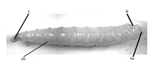 Hình 1 Ảnh từ mặt bên của môt ấu trùng tuổi ba sau ba lần lột xác của ruồi 1