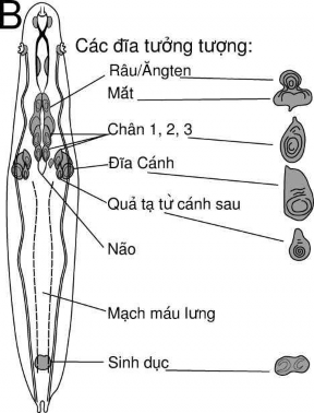 Hình 3 Sơ đồ mặt lưng của ấu trùng côn trùng hai cánh không phải loài C vicina 2