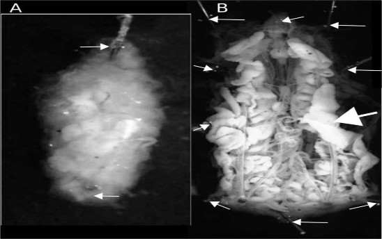 Hình 4 Giải phẫu nguyên bản A Mẫu ấu trùng tươi được ghim sau khi bóc bỏ 3