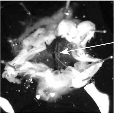 Hình 6 Hình ảnh phẫu tích MẶT BỤNG của ấu trùng C vicina sau khi hệ thần kinh 6
