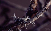 2 Gân mạng lưới của lá thường thấy ở nhóm thực vật nào a Mộc tặc b Hai 1