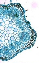 9 Tên của mô phân sinh có chức năng sinh ra các mô ghi kí hiệu X trong hình là a 10