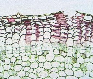 10 Sự có mặt của tế bào nào trong số các tế bào sau tạo ra sợi dẻo dai của 11