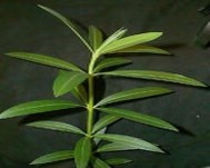 Được mô tả rõ ràng là a Vòng xoắn b Hai hàng c Đối xứng d Xen kẽ TRẢ LỜI 13