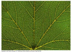 3 Mô khí ở thân cây chiếu trong hình là đặc điểm thích nghi có ở a Cây ẩm 2