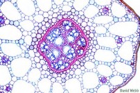 4 Hình lá cắt ngang này thuộc kiểu thực vật hạt kín nào a Cây một lá mầm b 3