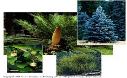 13 Tua cuốn và gai thể hiện biến đổi tiến hóa thích nghi của cấu trúc nào a 1