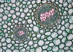 14 Kiểu tế bào thực vật nào được chỉ trong hình chiếu có khả năng làm tăng 2