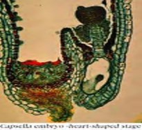 16 Nhóm thực vật nào dưới đây là nhóm thực vật trong hình chiếu a Hạt kín b 3