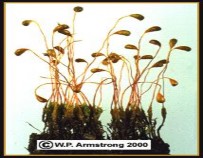 Bài 3 2 Quan sát các cấu trúc thích nghi ở TV 1 Giới thiệu Cấu tạo cơ thể 4