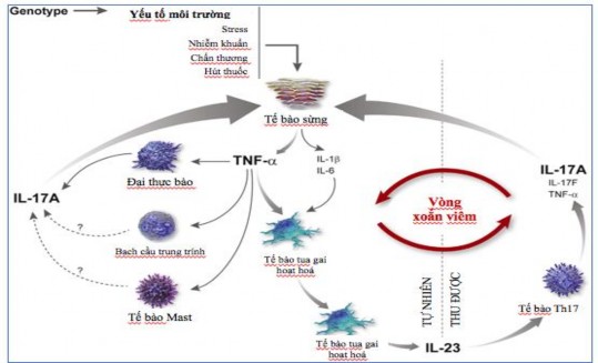 Hình 1 1 Cơ chế bệnh sinh của bệnh vảy nến theo Lynde CW và cộng sự 2014 46 IL 1