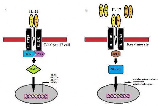 Hình 1 2 Con đường dẫn truyền tín hiệu của IL 23 và IL 17 78 Một số nghiên 1