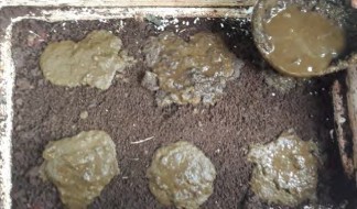 Cho thức ăn vào ô nuôi luống nuôi thành từng khóm thức ăn được bón lên bề 10